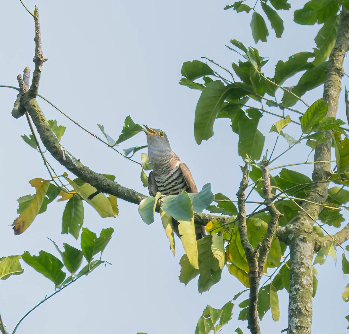 Indian Cuckoo - ML619330131