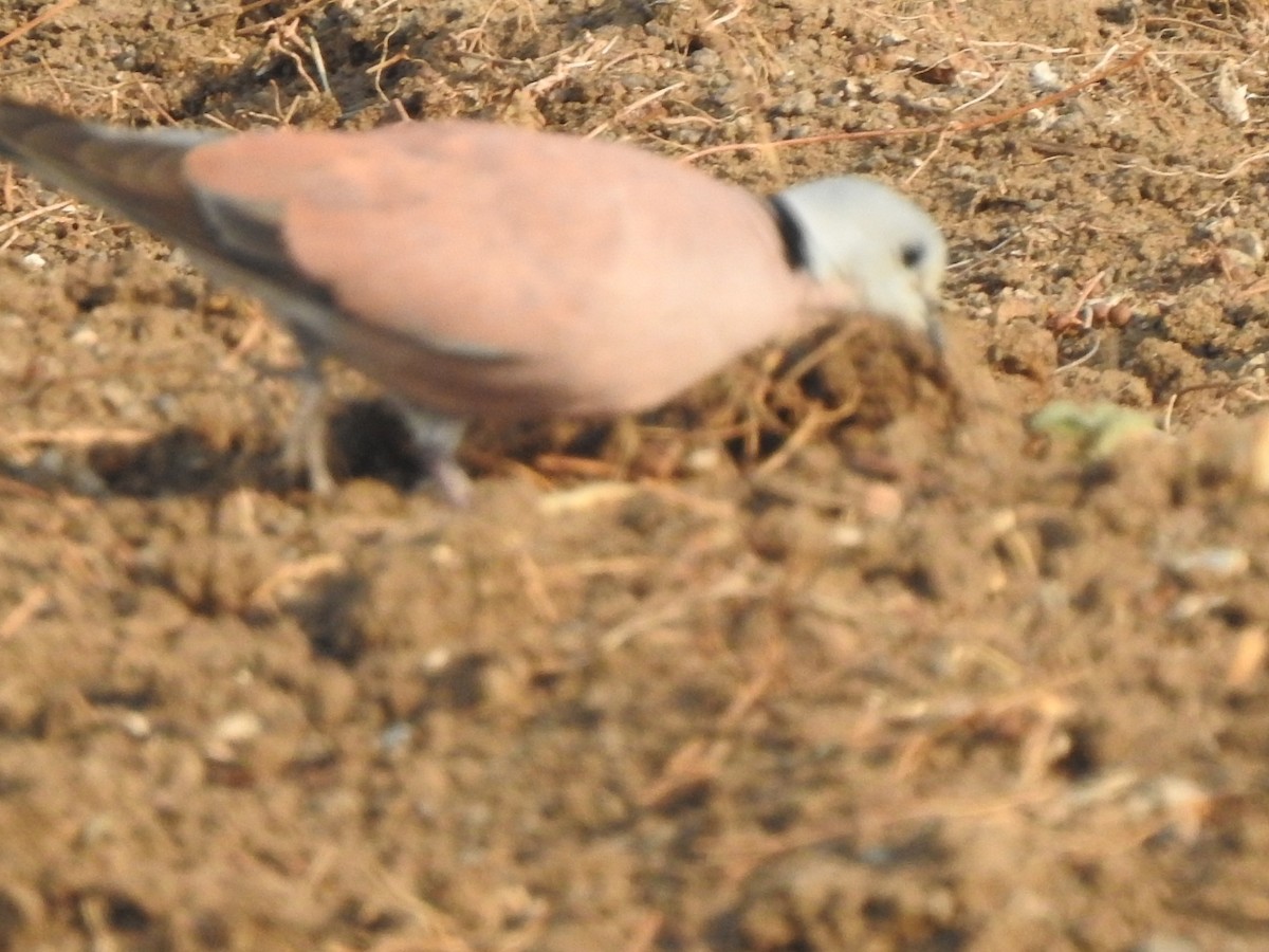 Red Collared-Dove - ML619330133