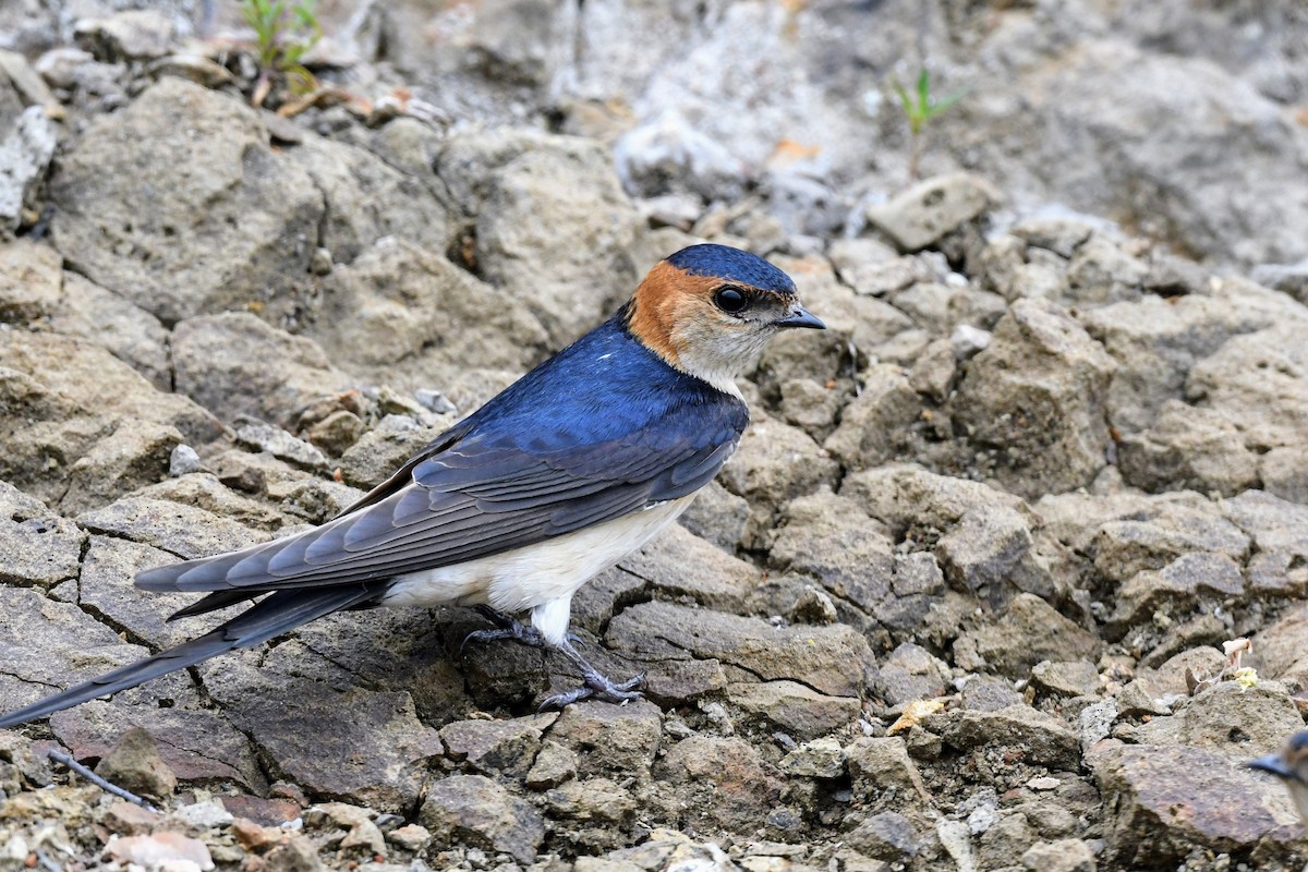 Red-rumped Swallow (Red-rumped) - ML619330170