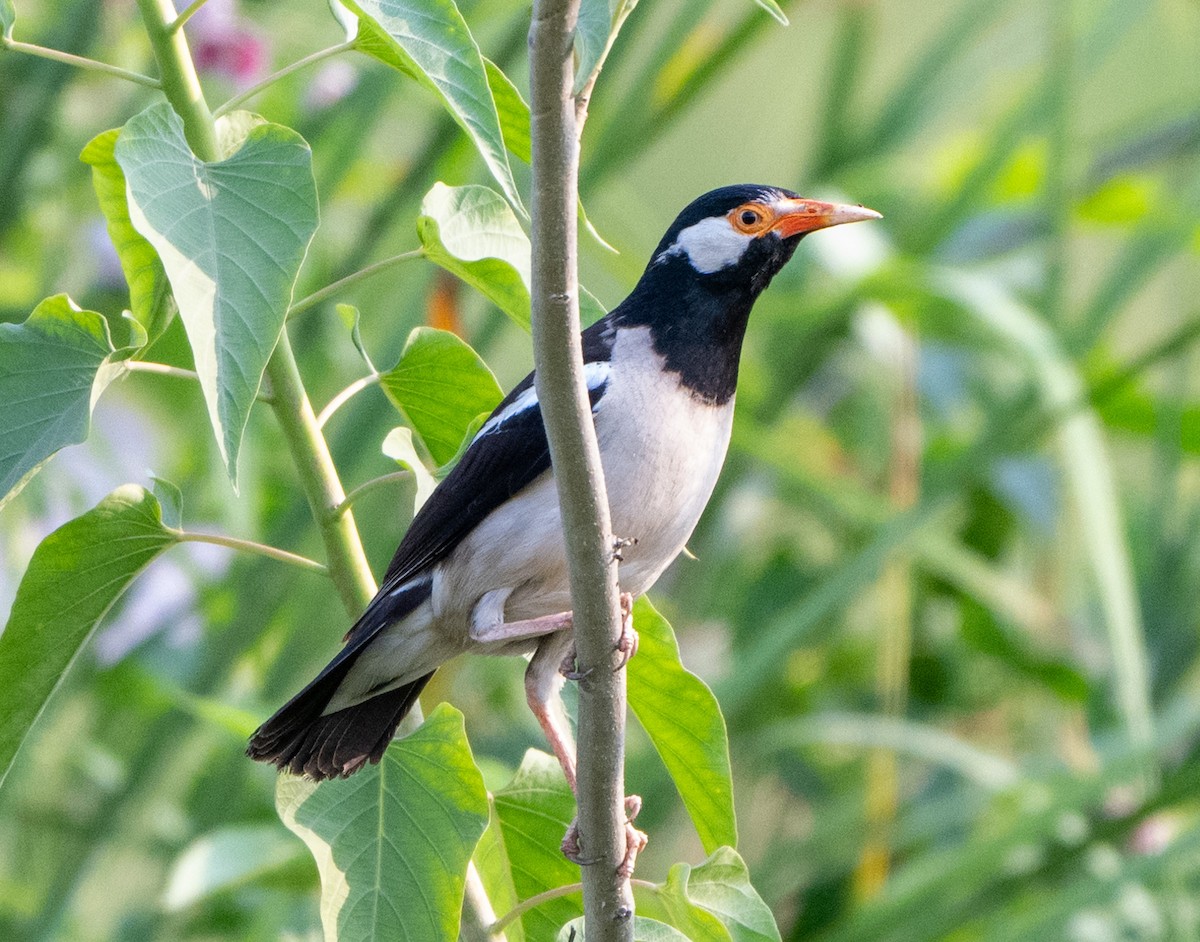 Indian Pied Starling - ML619330173