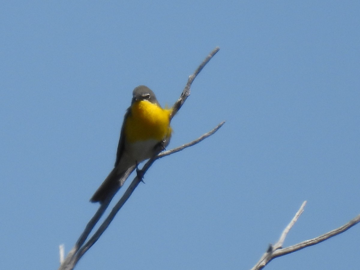 Yellow-breasted Chat - ML619330175