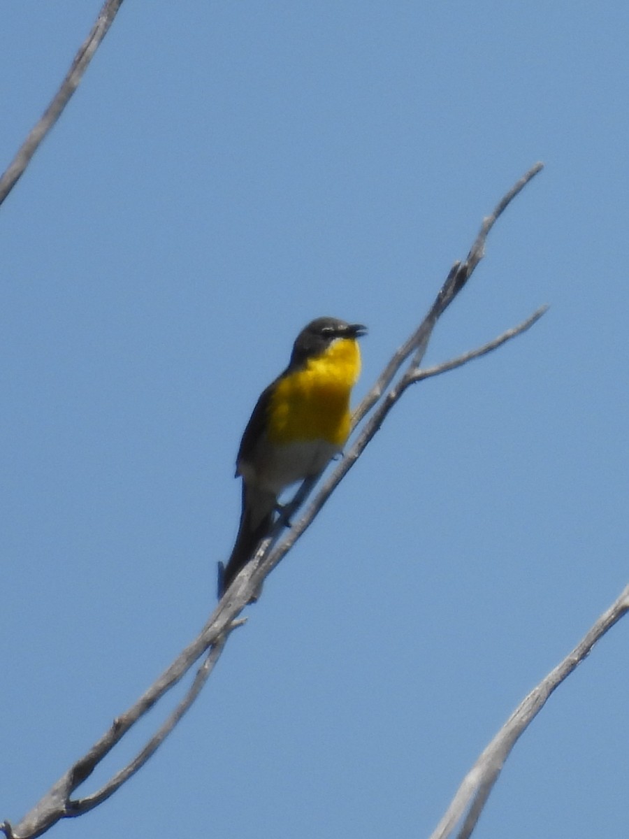 Yellow-breasted Chat - ML619330176