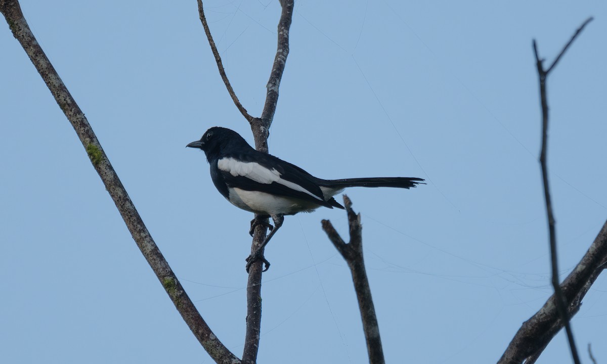 Philippine Magpie-Robin - ML619330227