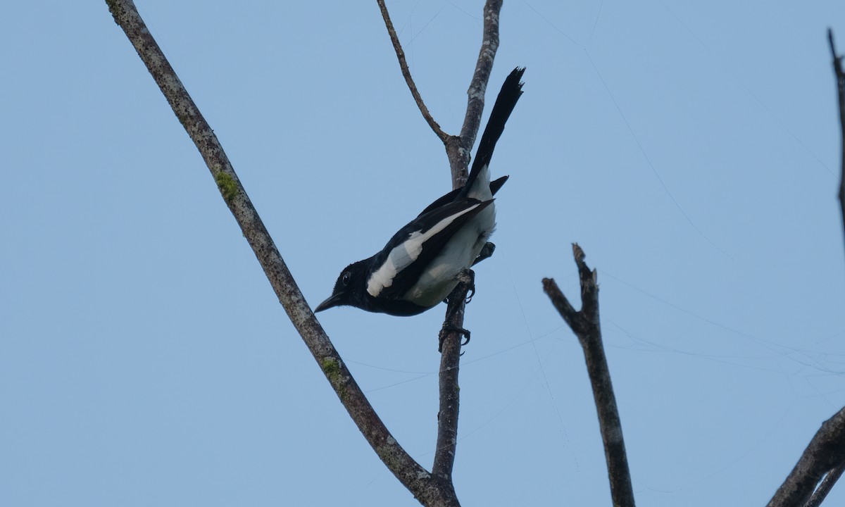 Philippine Magpie-Robin - ML619330228