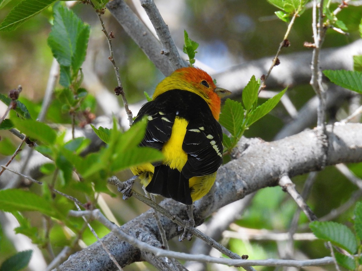 Western Tanager - ML619330304