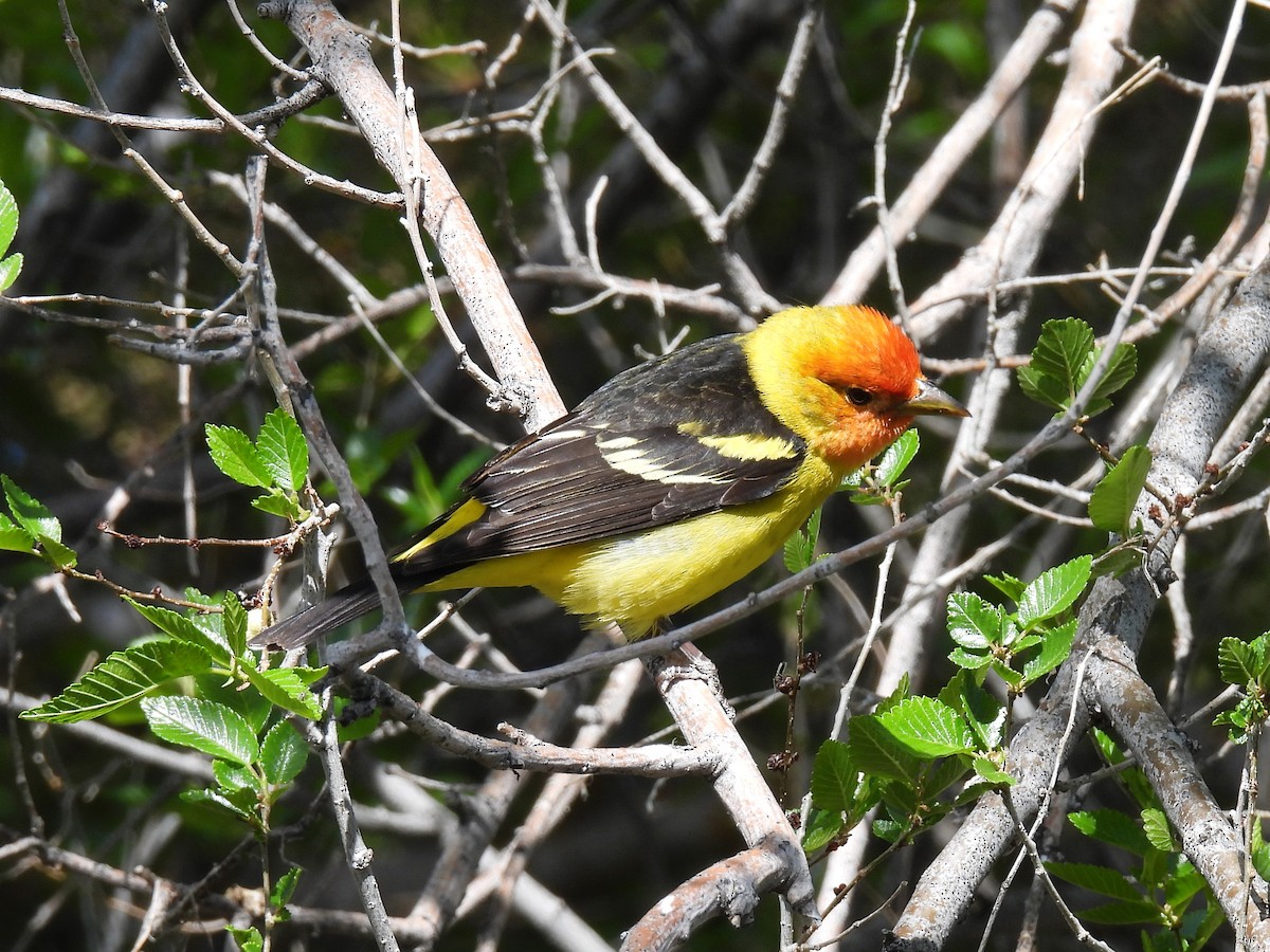 Western Tanager - ML619330305