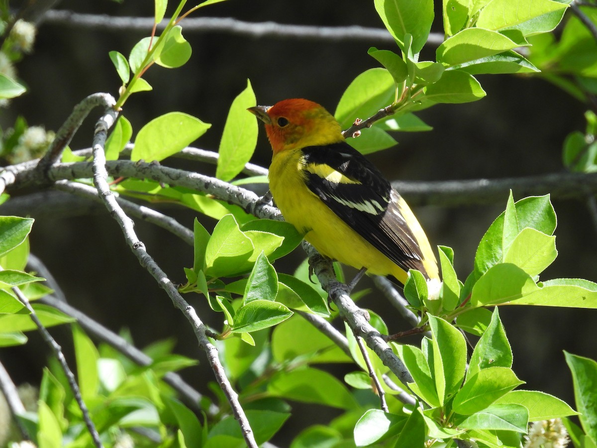 Western Tanager - ML619330306