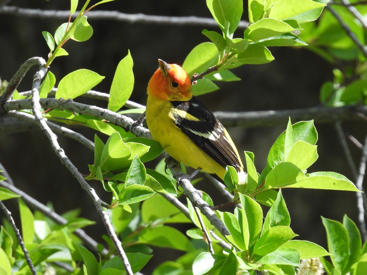 Western Tanager - ML619330307