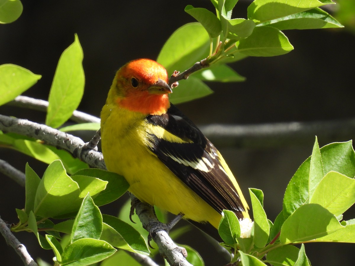 Western Tanager - ML619330308
