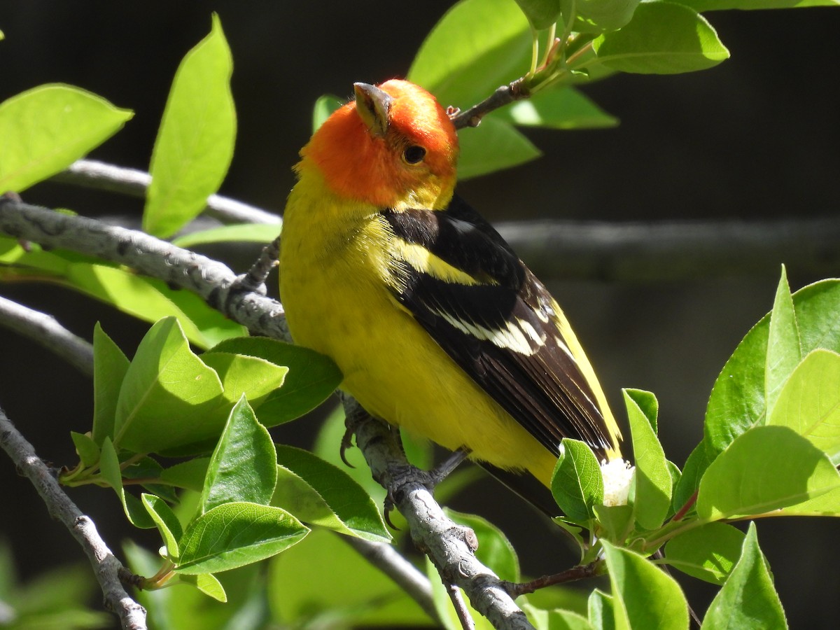 Western Tanager - ML619330309