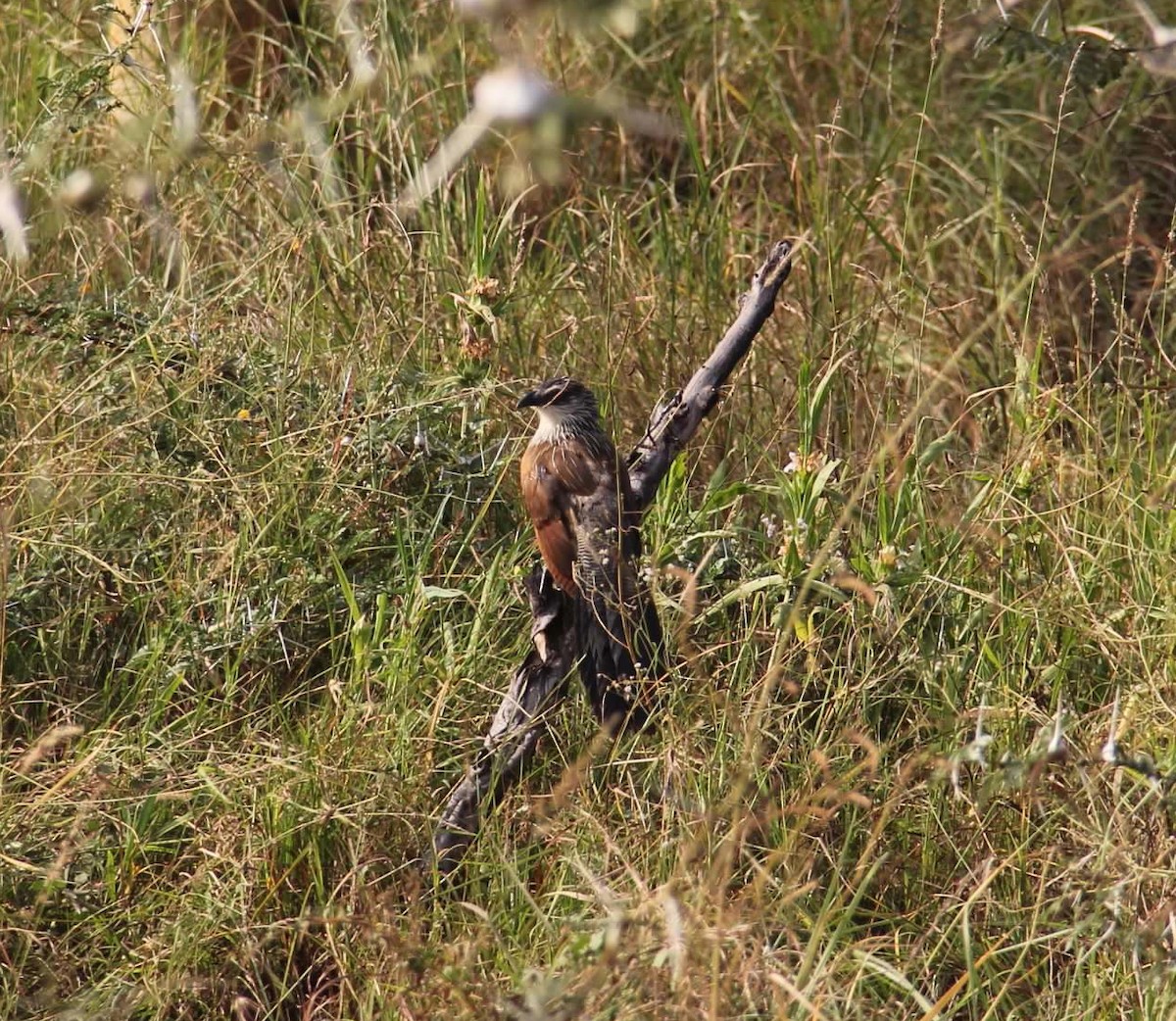 White-browed Coucal - ML619330329