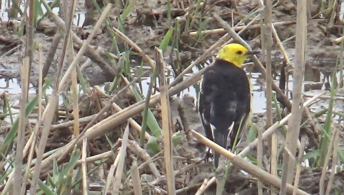 Citrine Wagtail (Black-backed) - ML619330338
