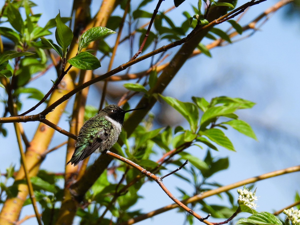 Black-chinned Hummingbird - ML619330364