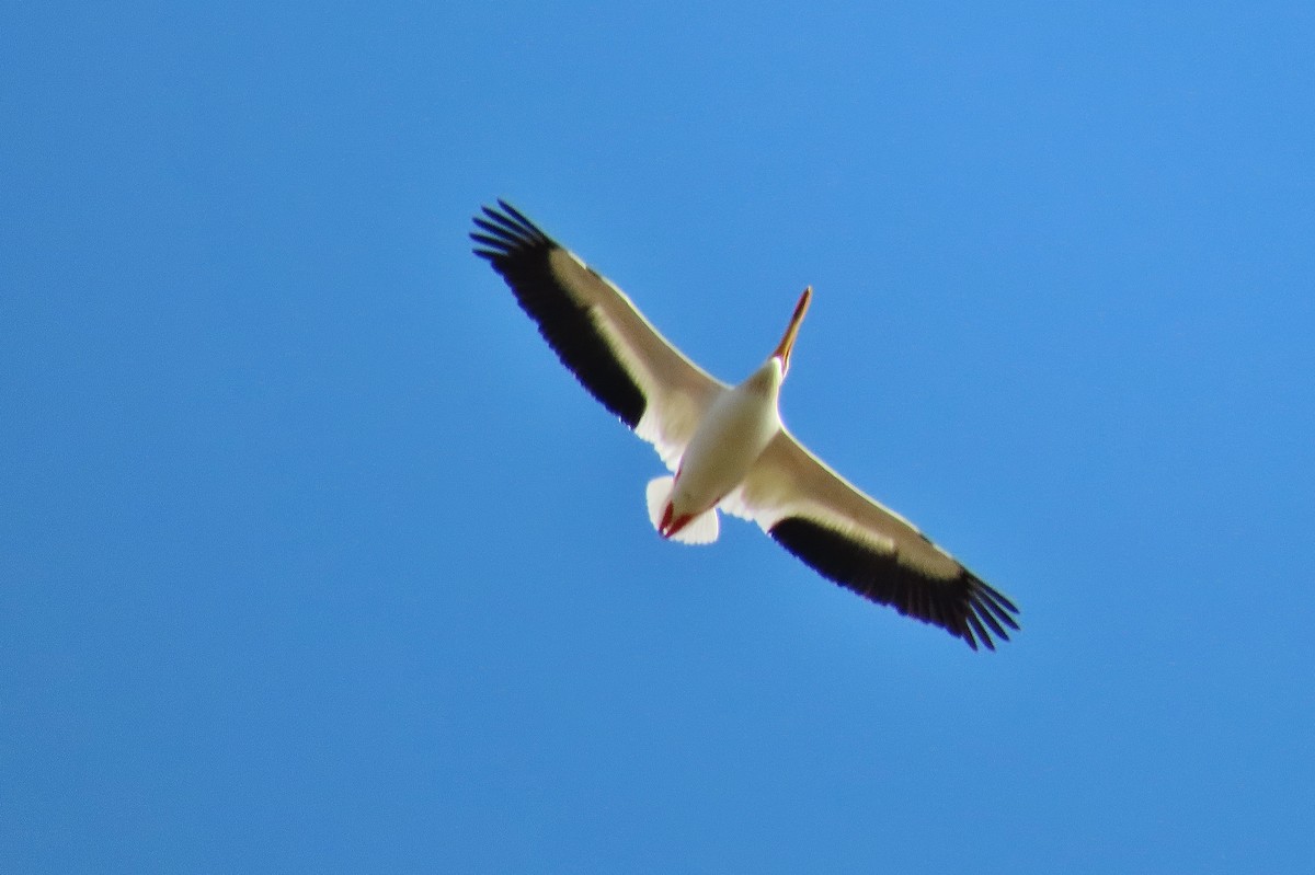 American White Pelican - ML619330383