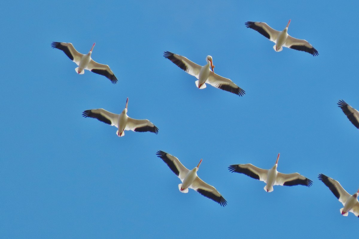 pelikán severoamerický - ML619330384