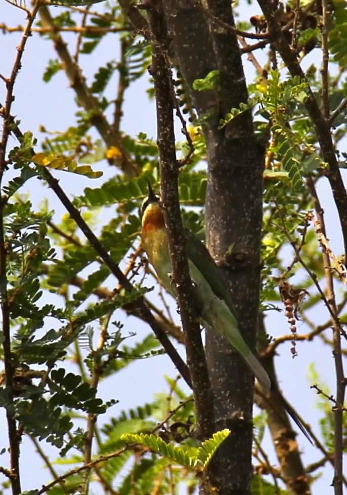 Madagascar Bee-eater - ML619330389