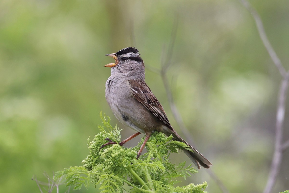 White-crowned Sparrow - ML619330408