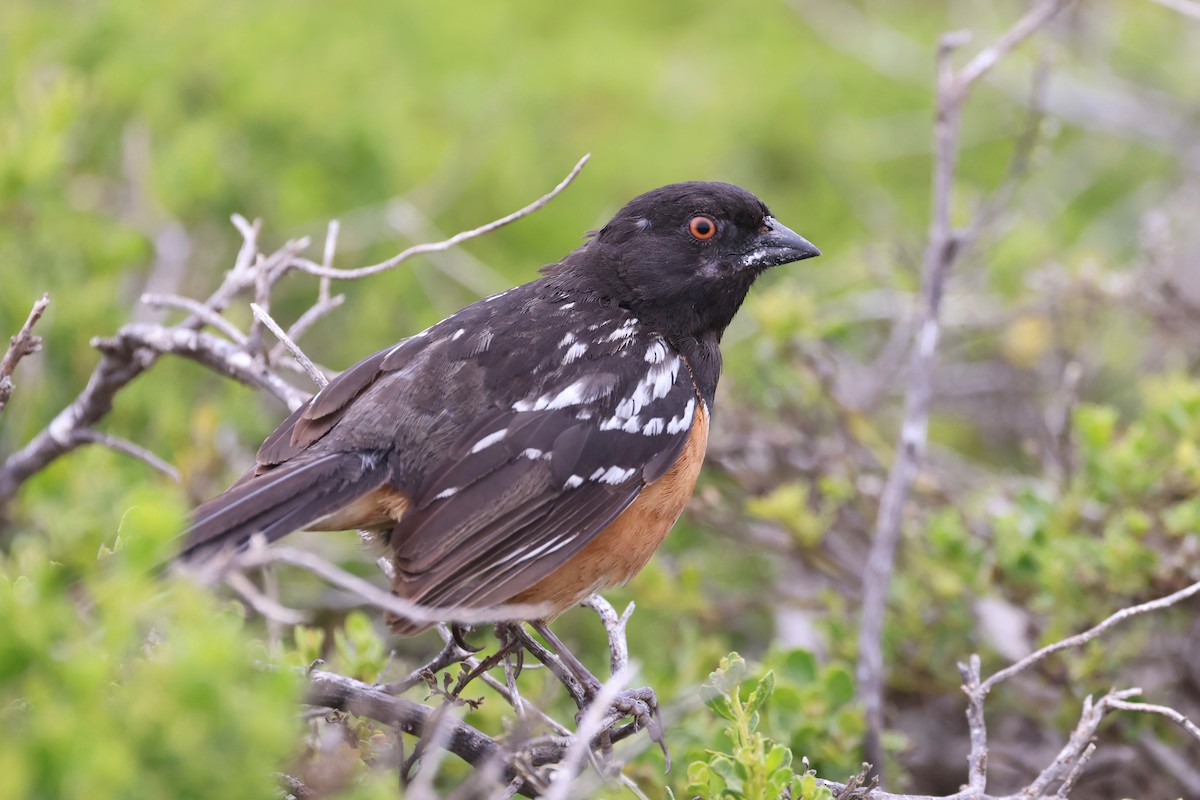 Spotted Towhee - ML619330425