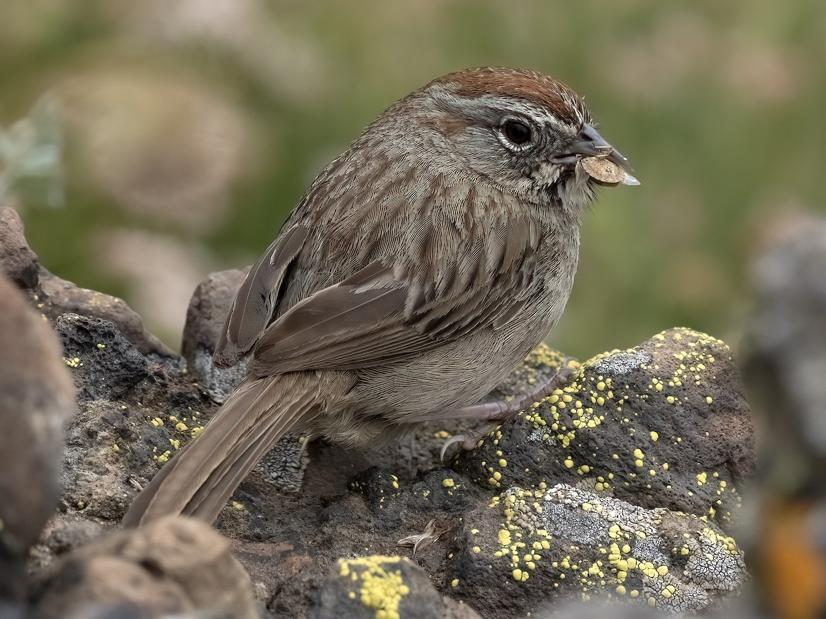 Rufous-crowned Sparrow - ML619330441
