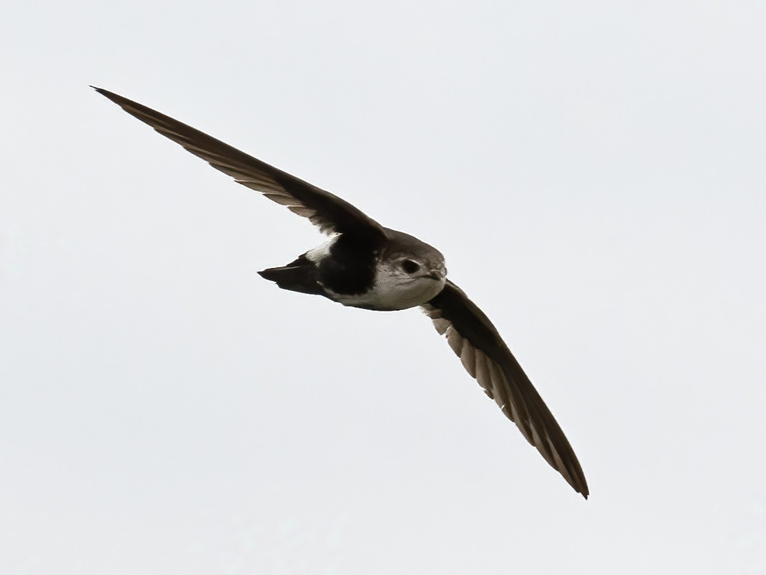 White-throated Swift - ML619330463