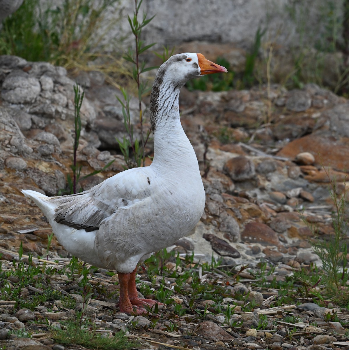 Graylag x Swan Goose (hybrid) - ML619330477