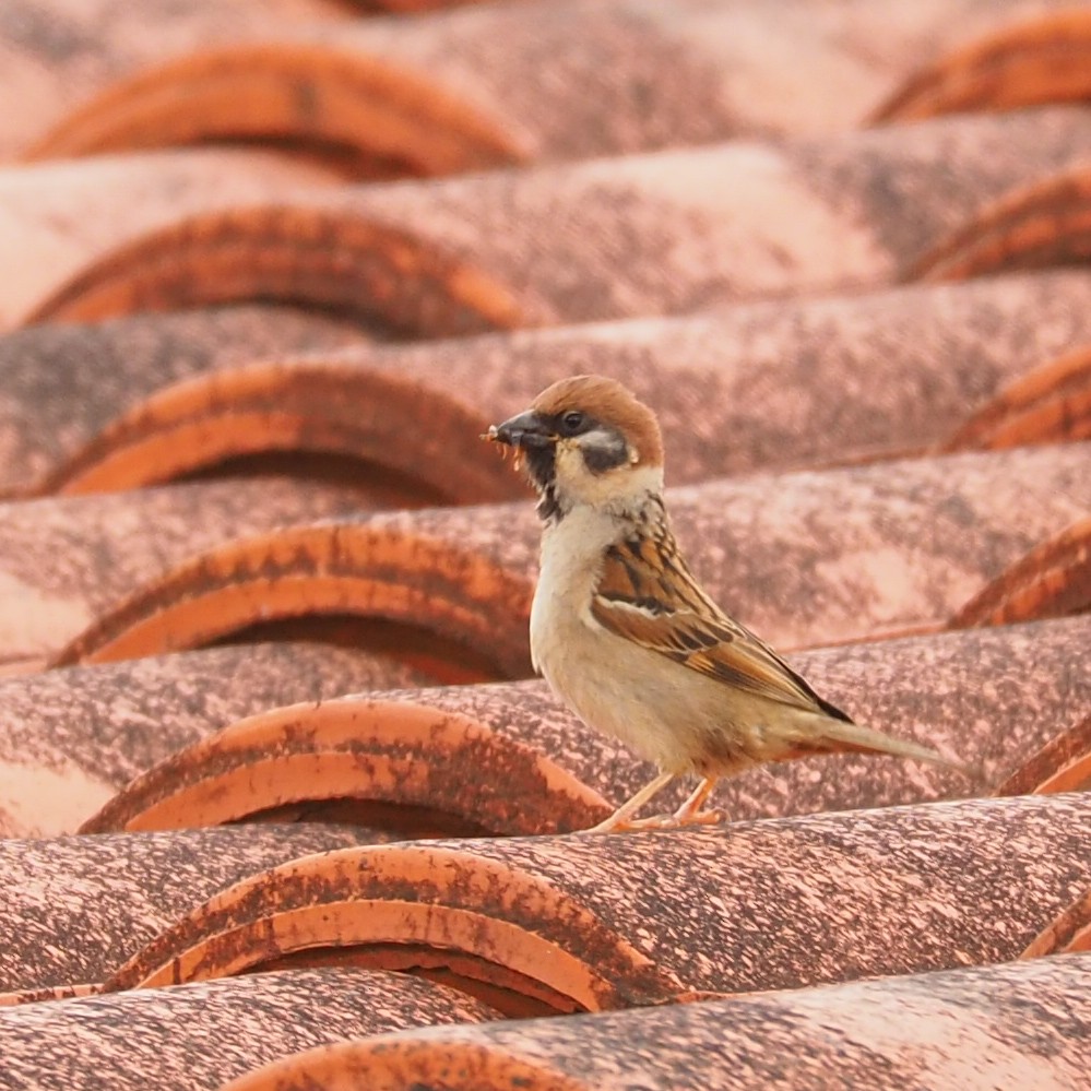 Eurasian Tree Sparrow - ML619330532
