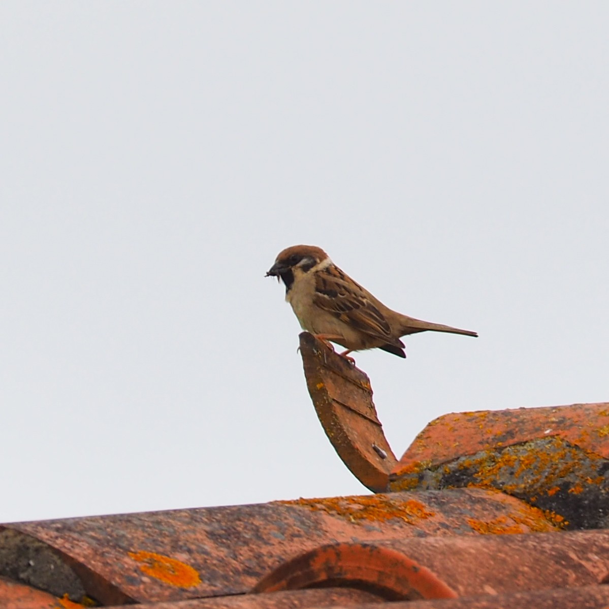 Eurasian Tree Sparrow - ML619330533