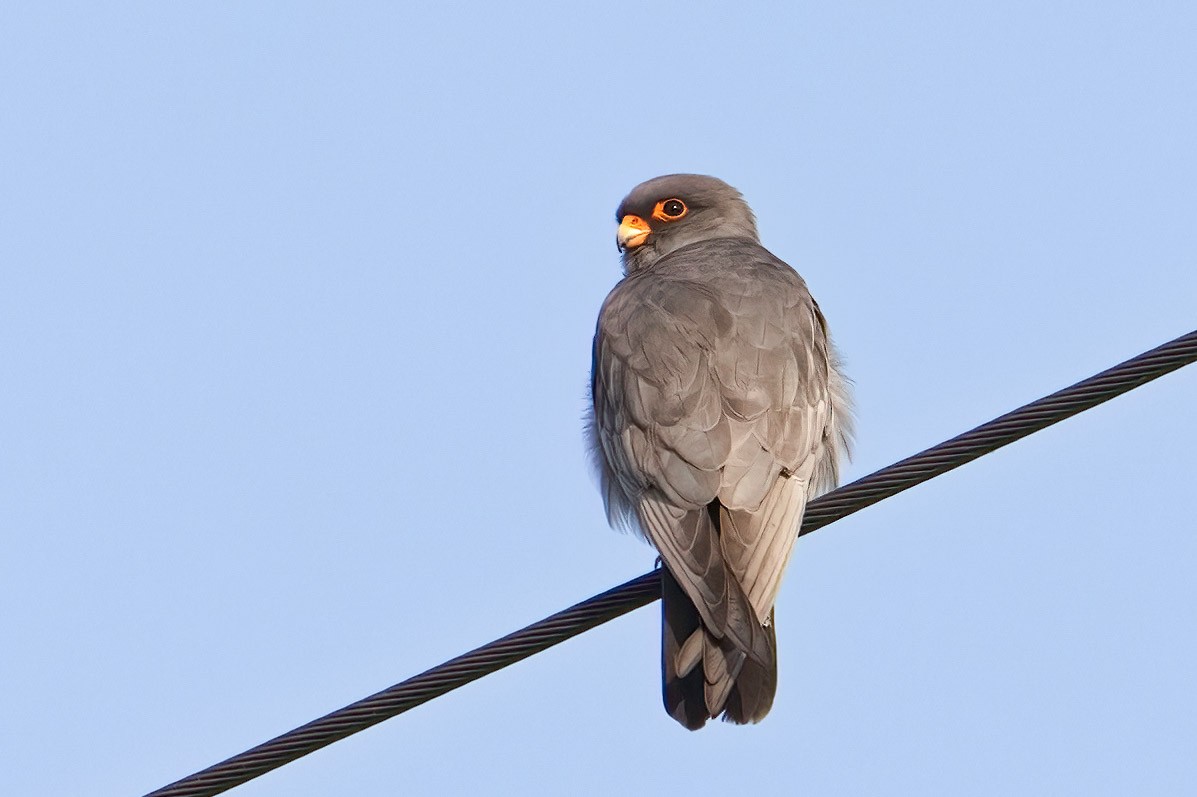 Red-footed Falcon - ML619330534