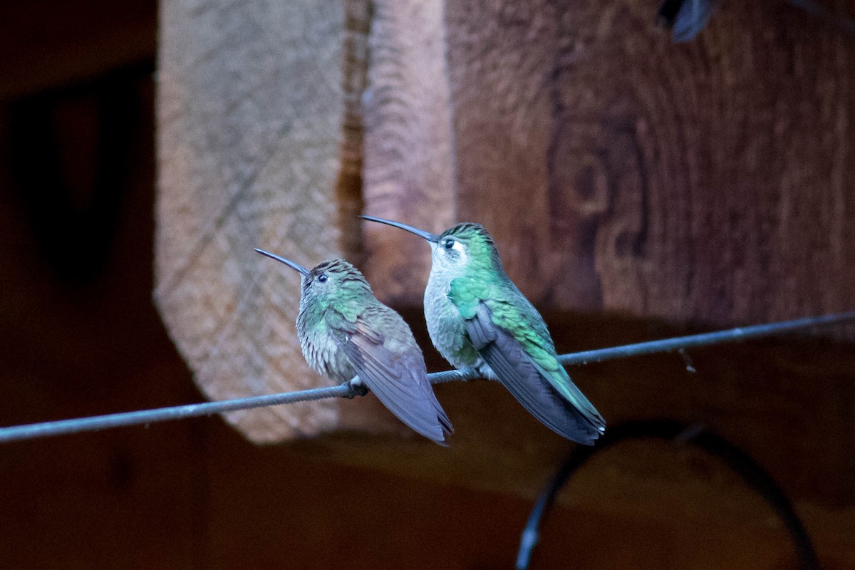 kolibřík mexický - ML619330553