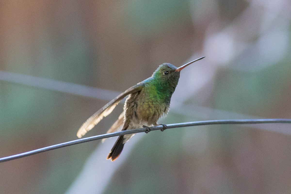 kolibřík mexický - ML619330556