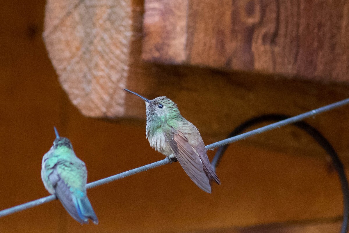 kolibřík mexický - ML619330558