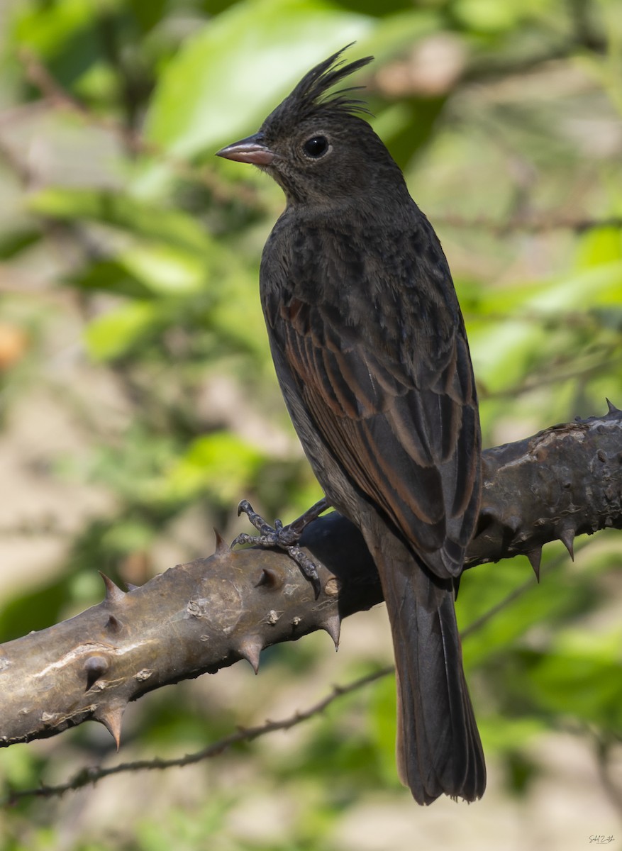 Crested Bunting - ML619330582