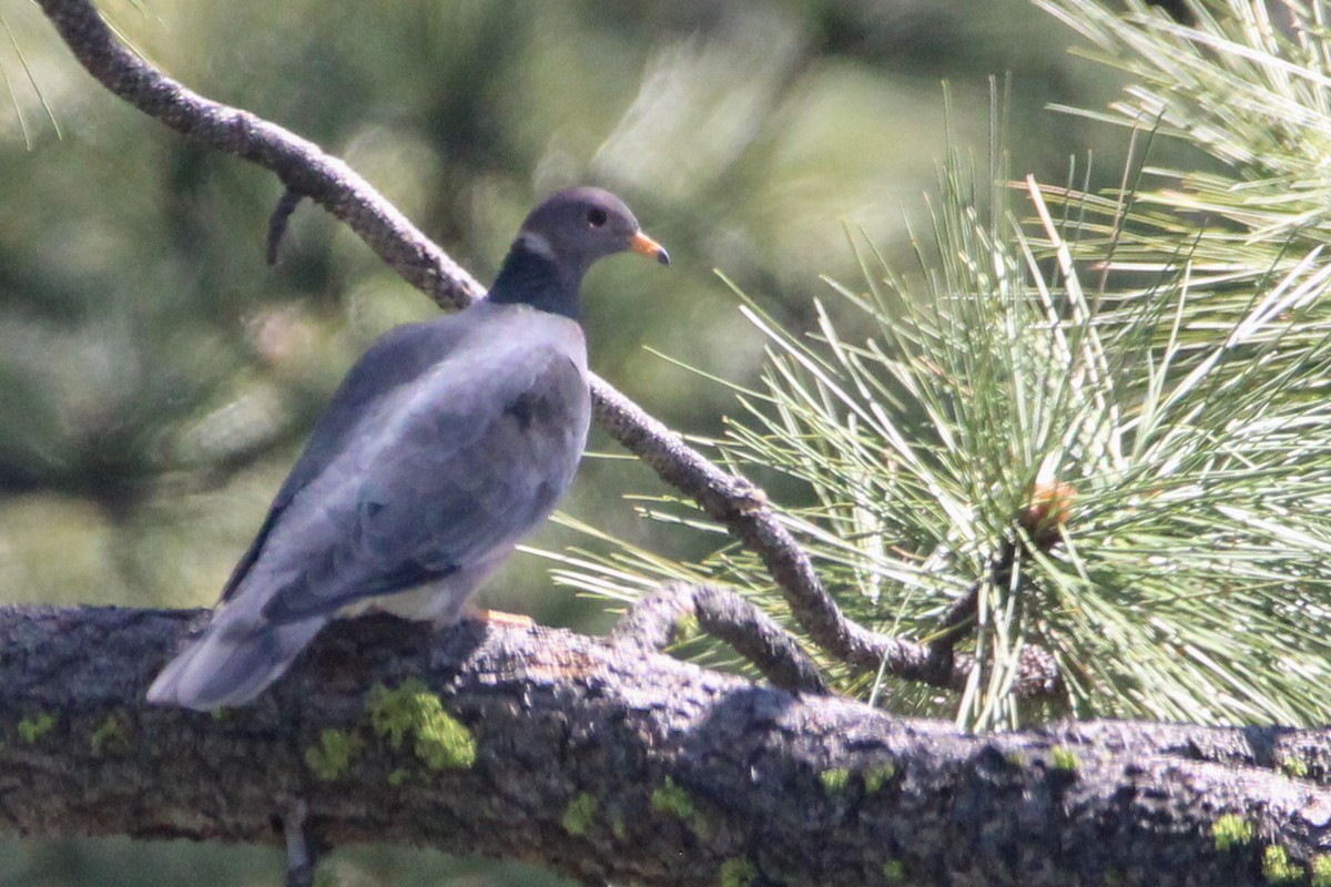Band-tailed Pigeon (Northern) - ML619330616