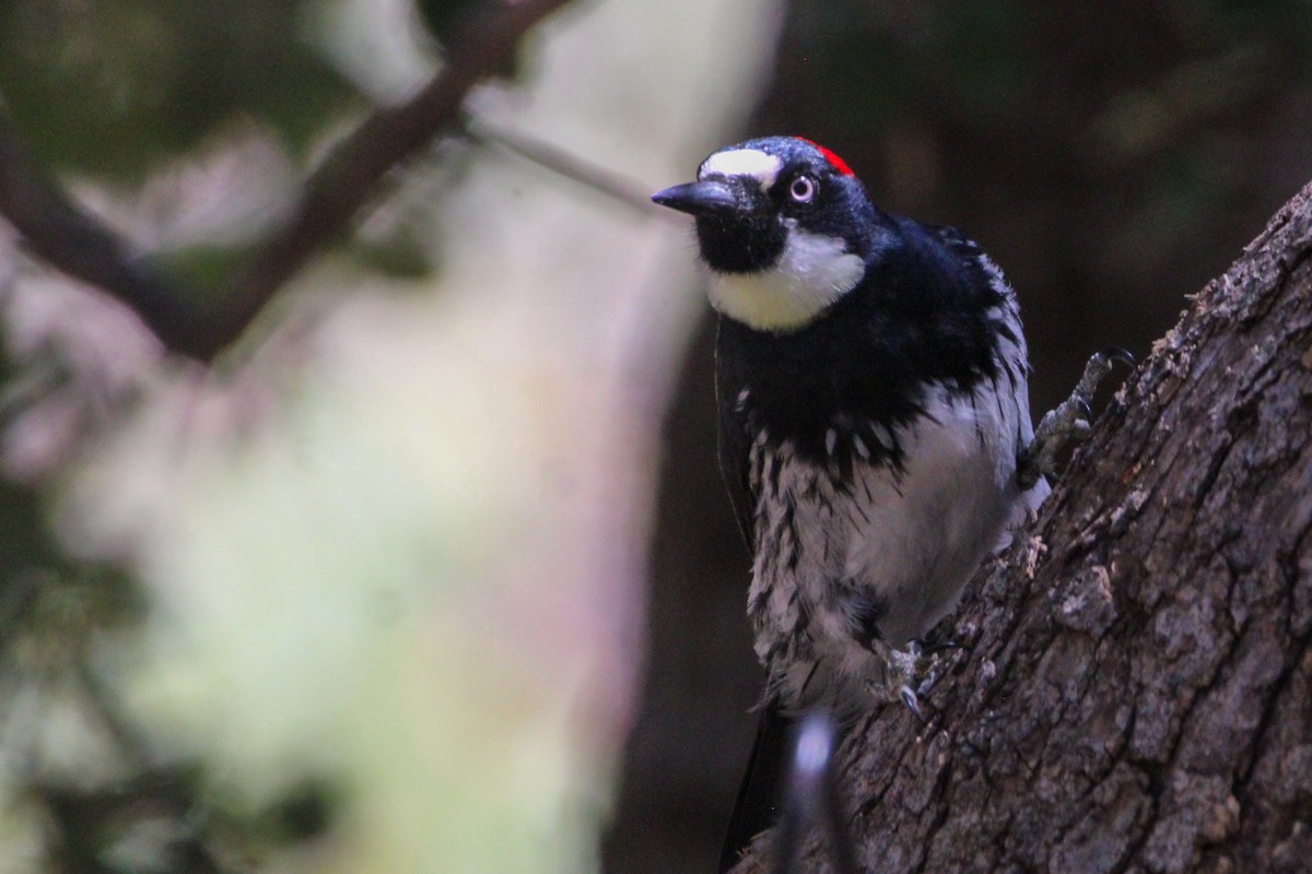 Acorn Woodpecker (Acorn) - ML619330619