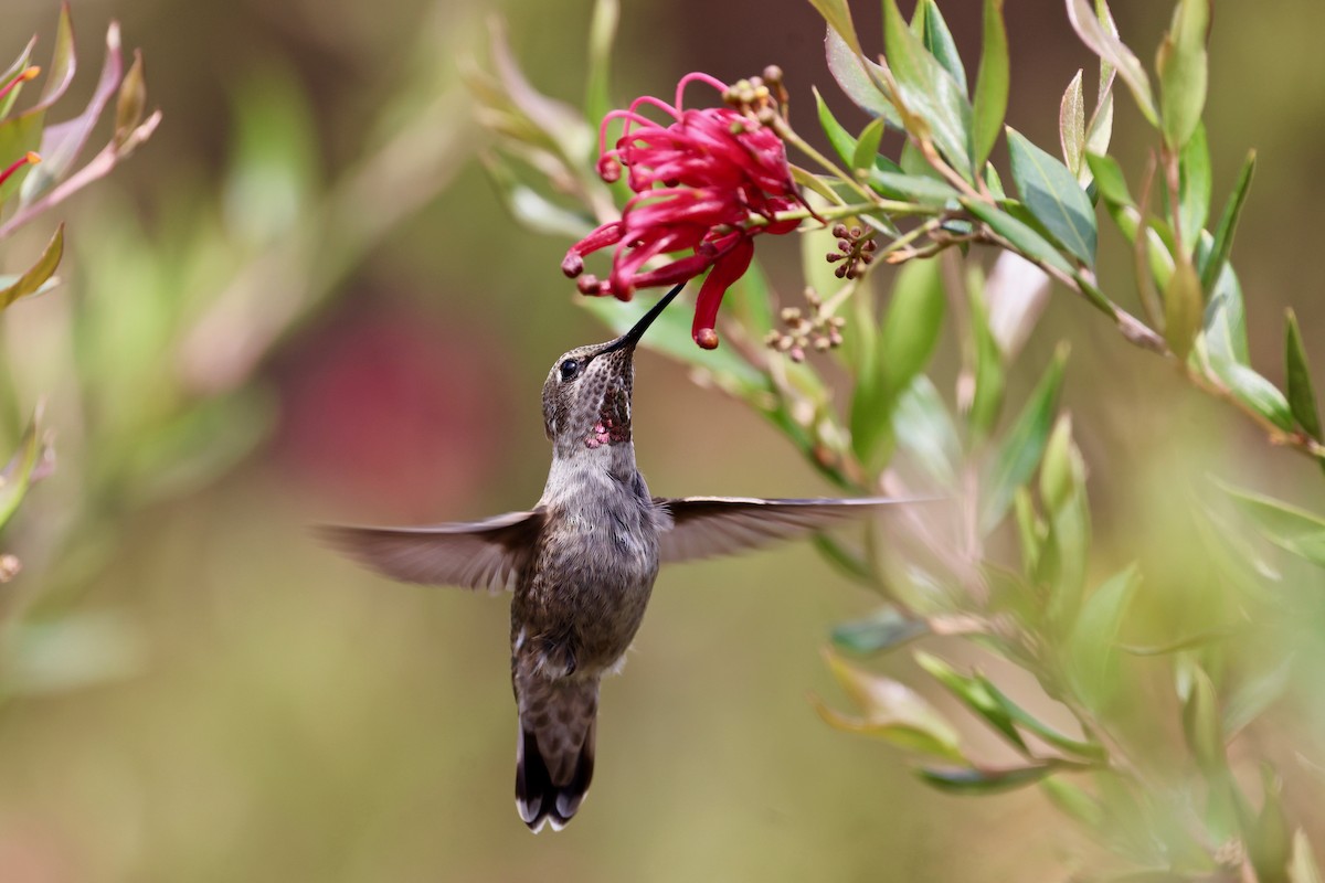Anna's Hummingbird - ML619330669