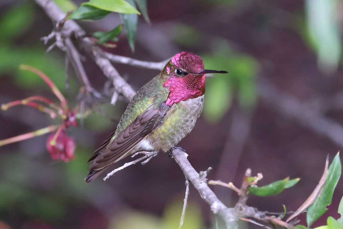 Anna's Hummingbird - ML619330680