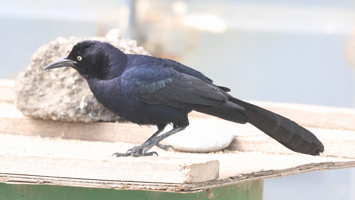 Great-tailed Grackle - ML619330683