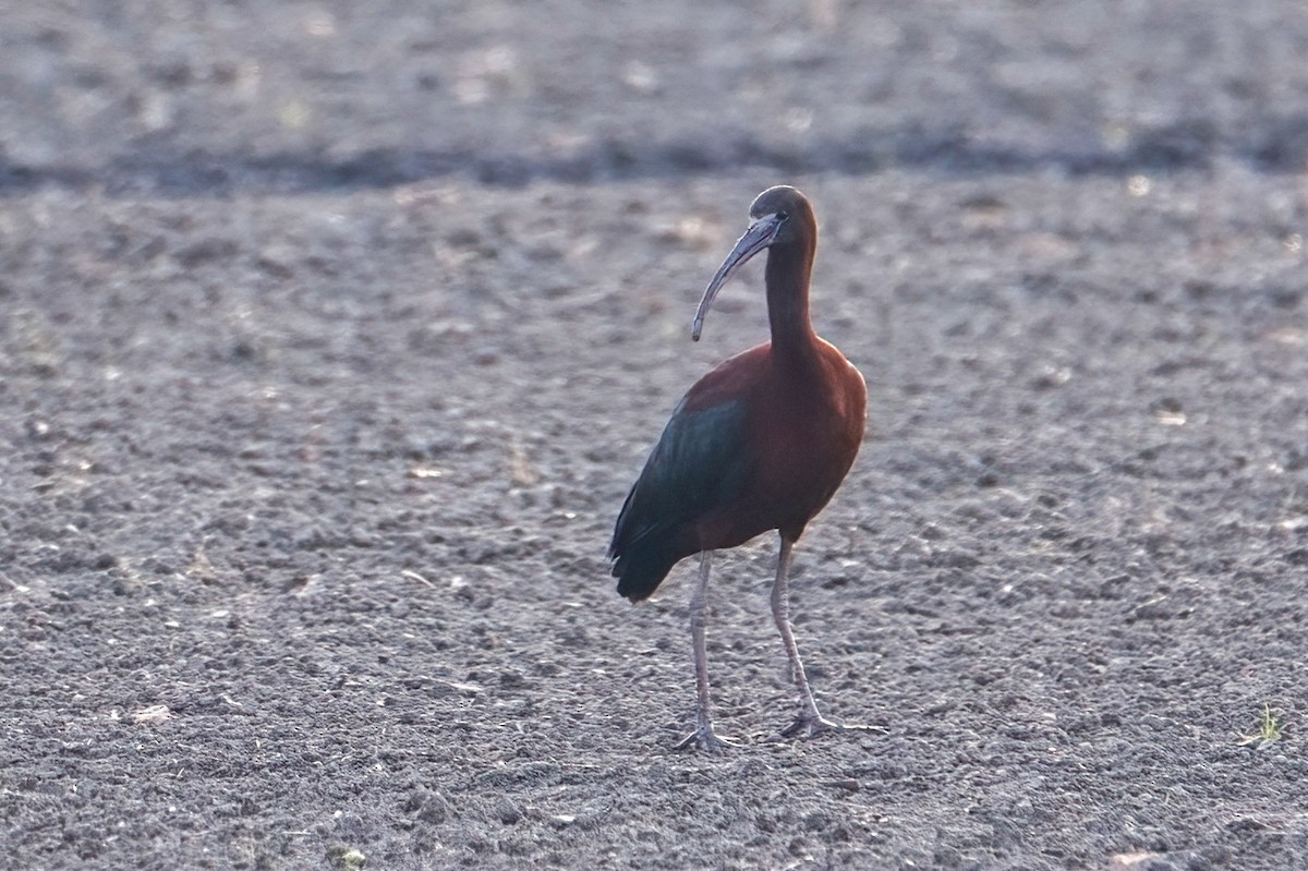 ibis hnědý - ML619330685