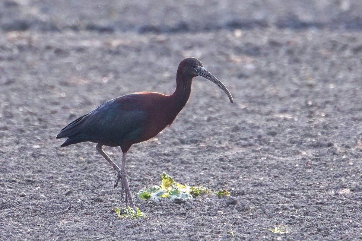 ibis hnědý - ML619330687