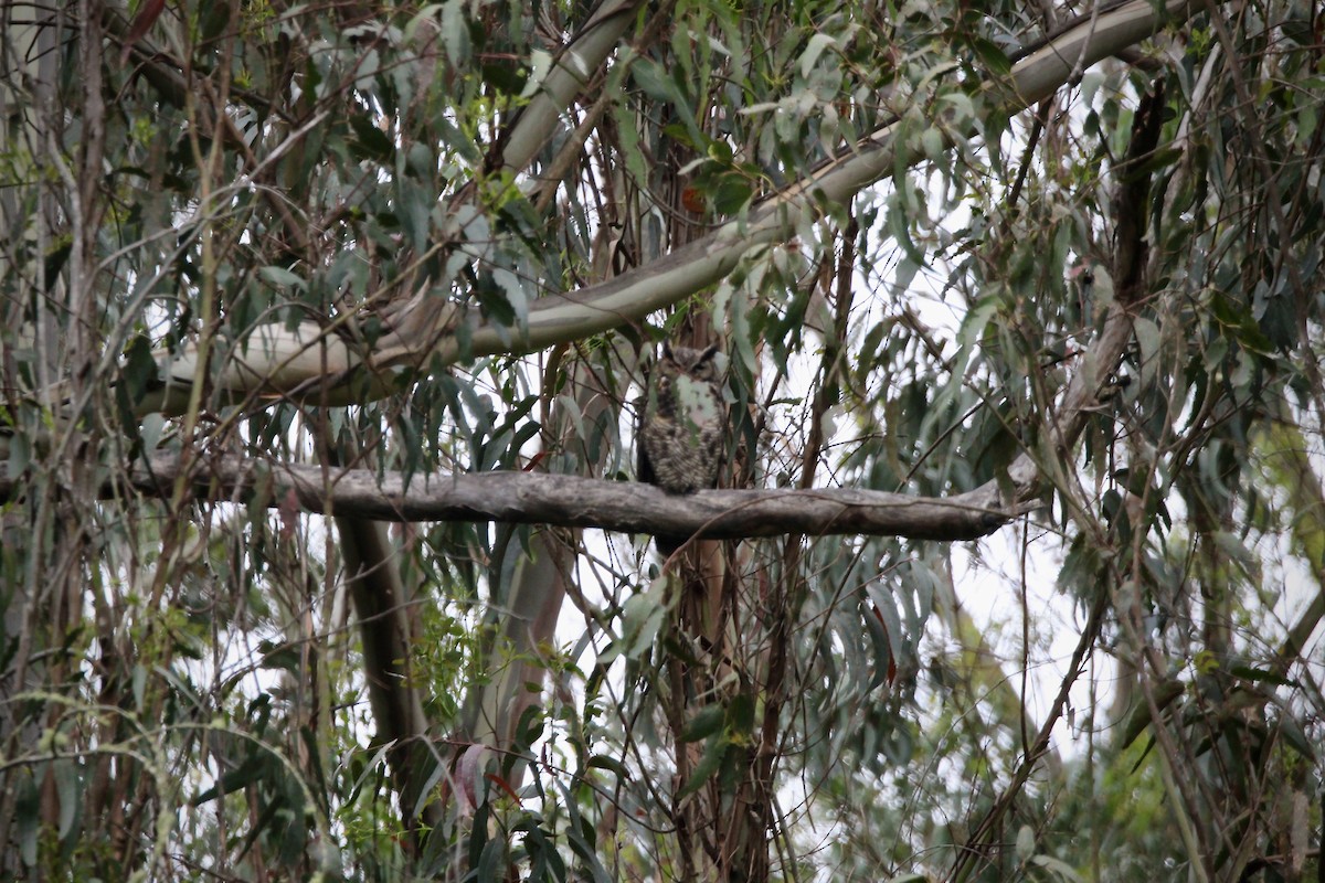 Great Horned Owl - ML619330698