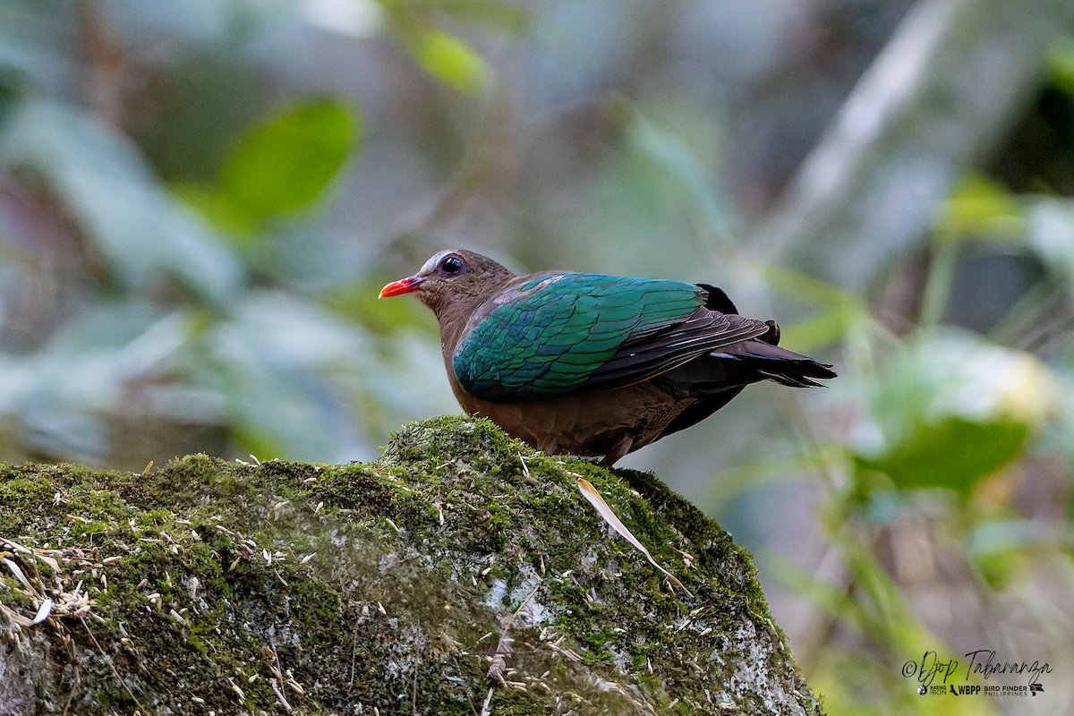Asian Emerald Dove - ML619330722