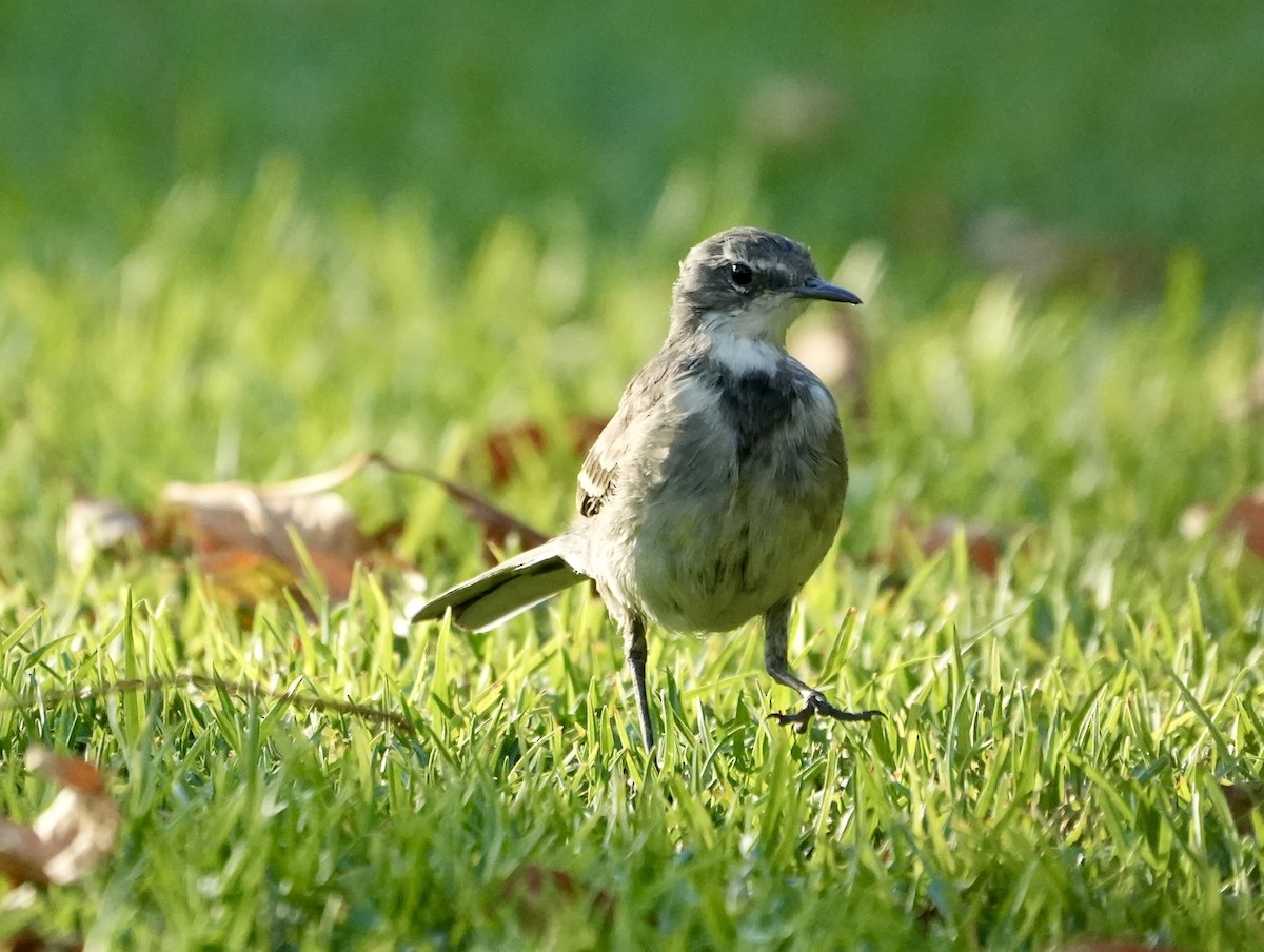 Cape Wagtail - ML619330757