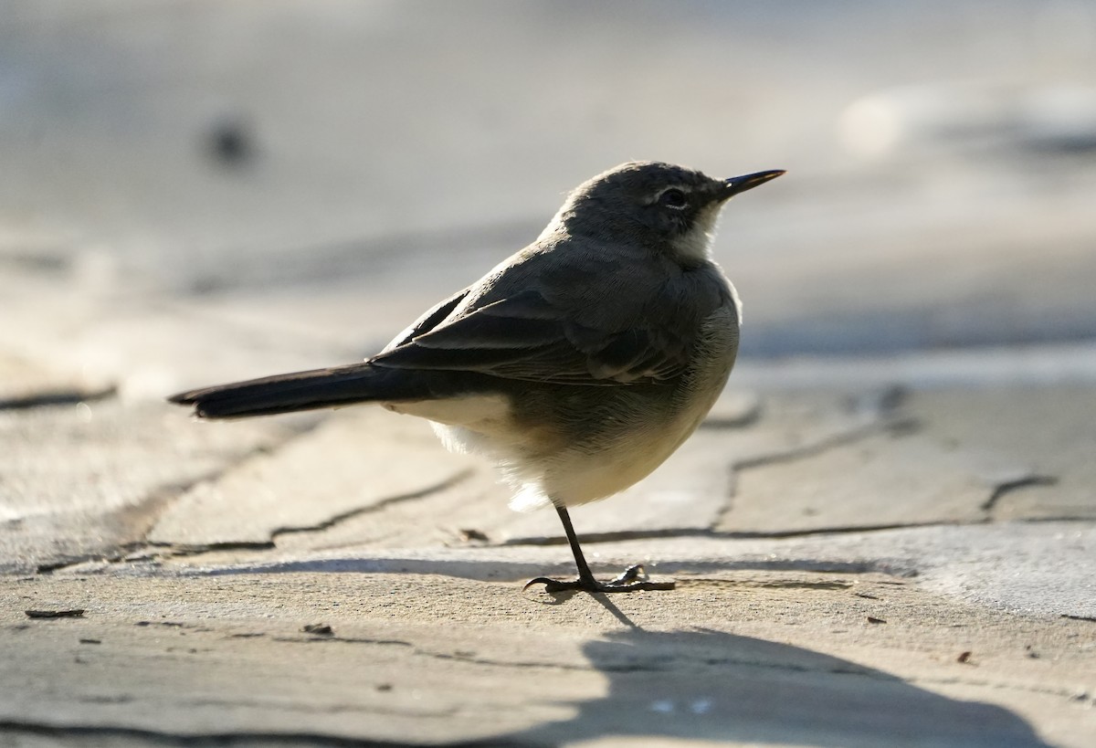 Cape Wagtail - ML619330758
