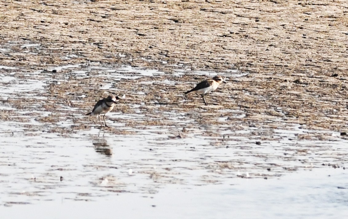 Double-banded Plover - ML619330806