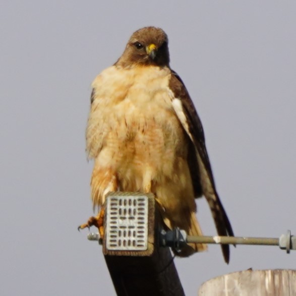 Red-tailed Hawk - ML619330817