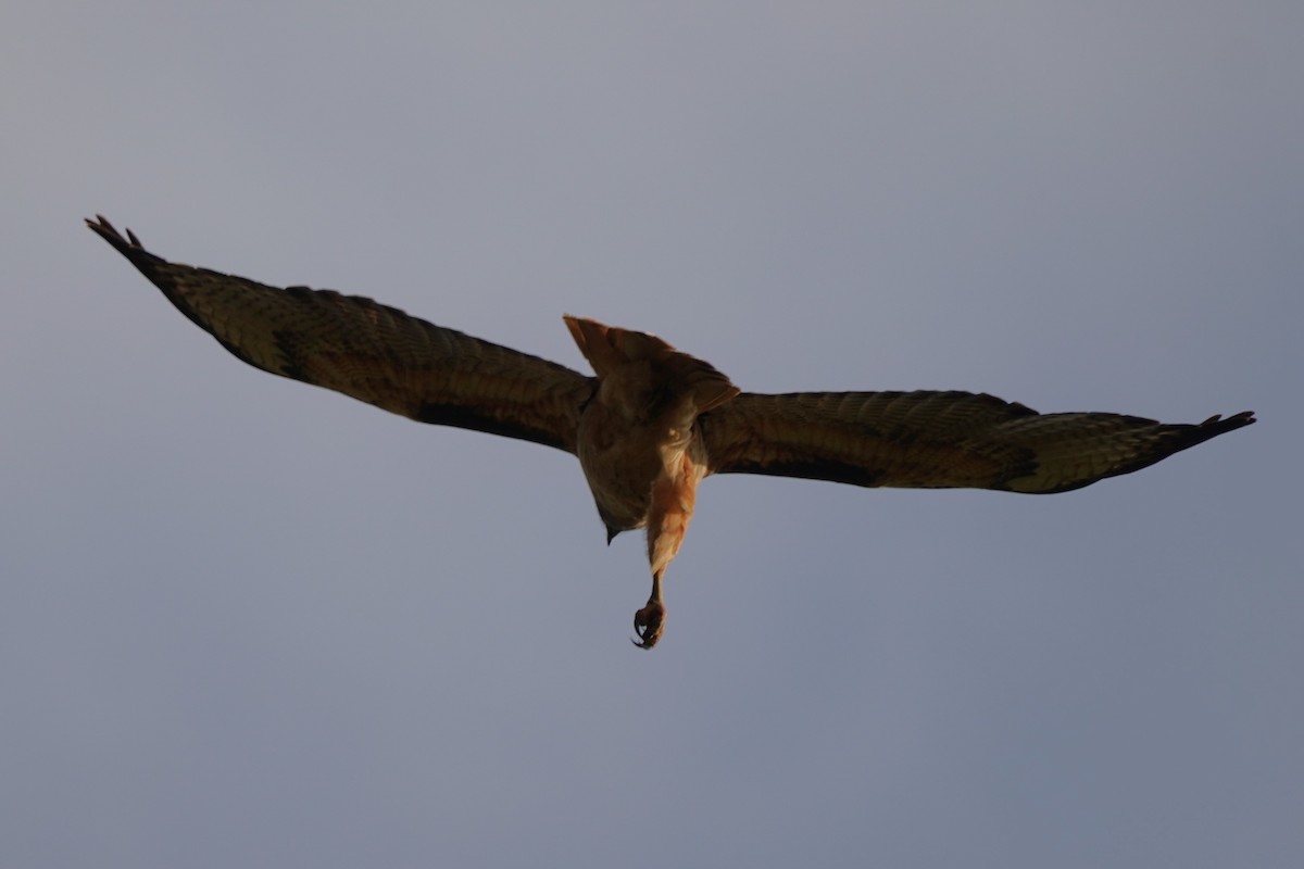 Red-tailed Hawk - ML619330833