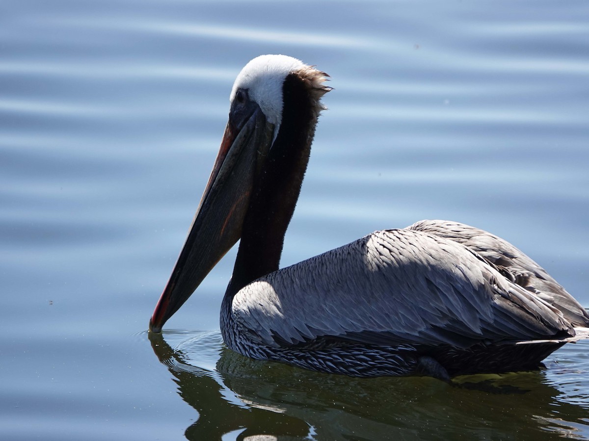 pelikán hnědý - ML619330837