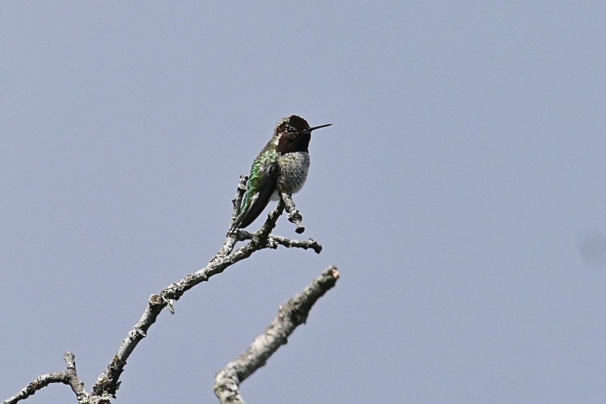 Anna's Hummingbird - ML619330887