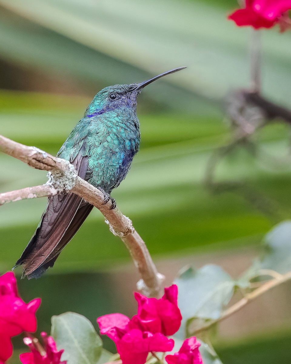 kolibřík modrolící - ML619330929