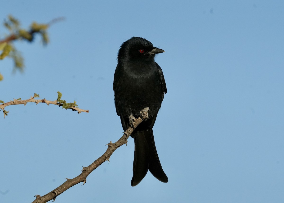 Fork-tailed Drongo - ML619331007
